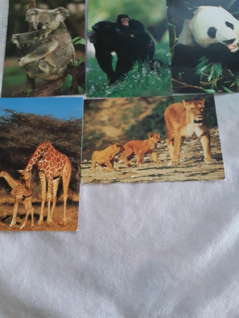 5 Postkaarten van wilde dieren., Verzamelen, Postkaarten | Dieren, Verzenden, Ongelopen, Wild dier