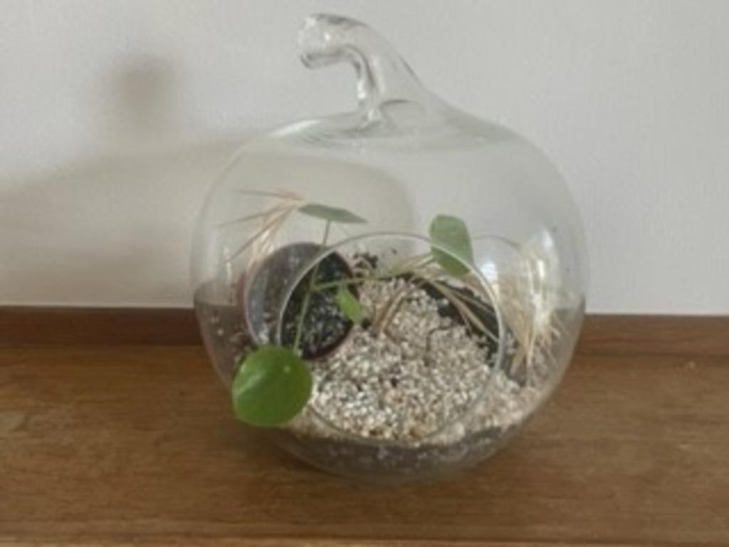 Decoratieve doorkijk glazen appel bloempot/plantenpot, Ophalen, Zo goed als nieuw