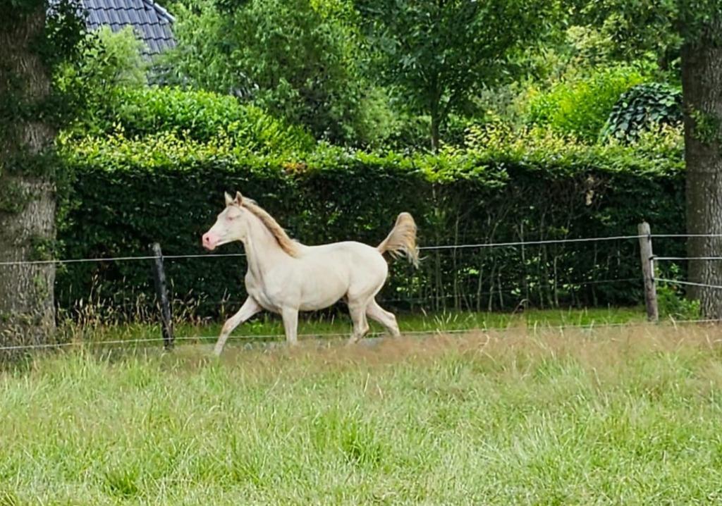 Super leuke en knappe perlino ruin, Dieren en Toebehoren, E pony (1.48m - 1.57m), Met stamboom, Ruin, Dressuurpony
