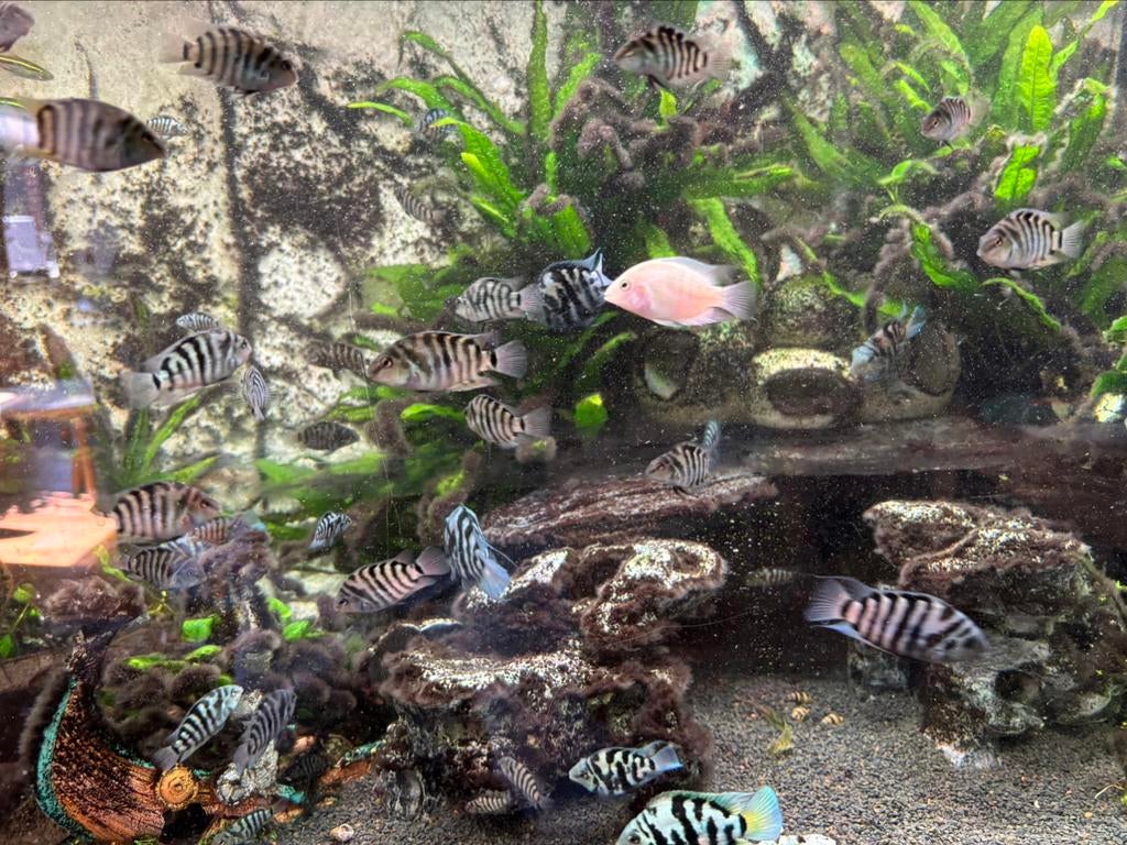 Zebra cycliden - grijs - blauw - albino, Dieren en Toebehoren, Vis, Zoetwatervis