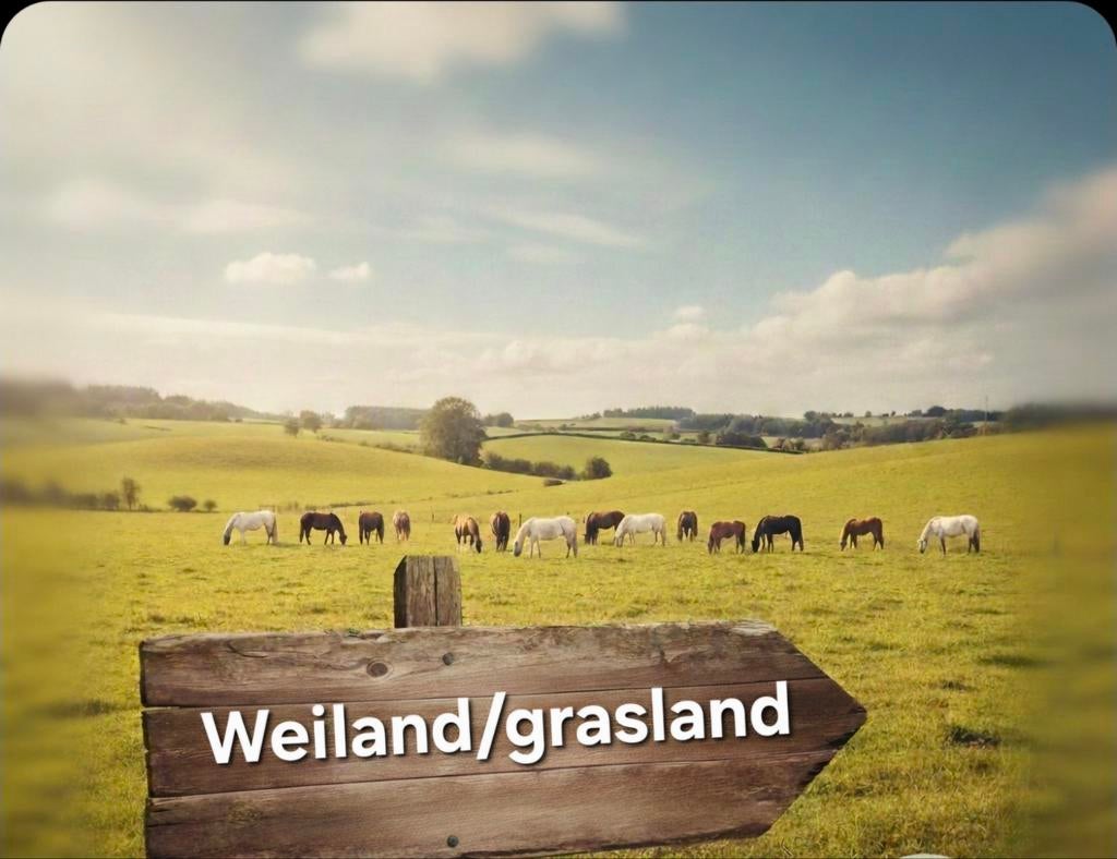 Gezocht: Landbouwgrond of weiland, Weidegang, 2 of 3 paarden of pony's