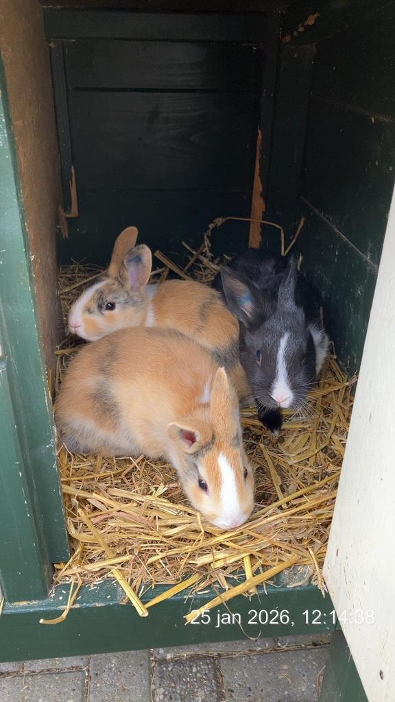 3 jonge konijnen te koop., Mannelijk, Middelgroot, 0 tot 2 jaar
