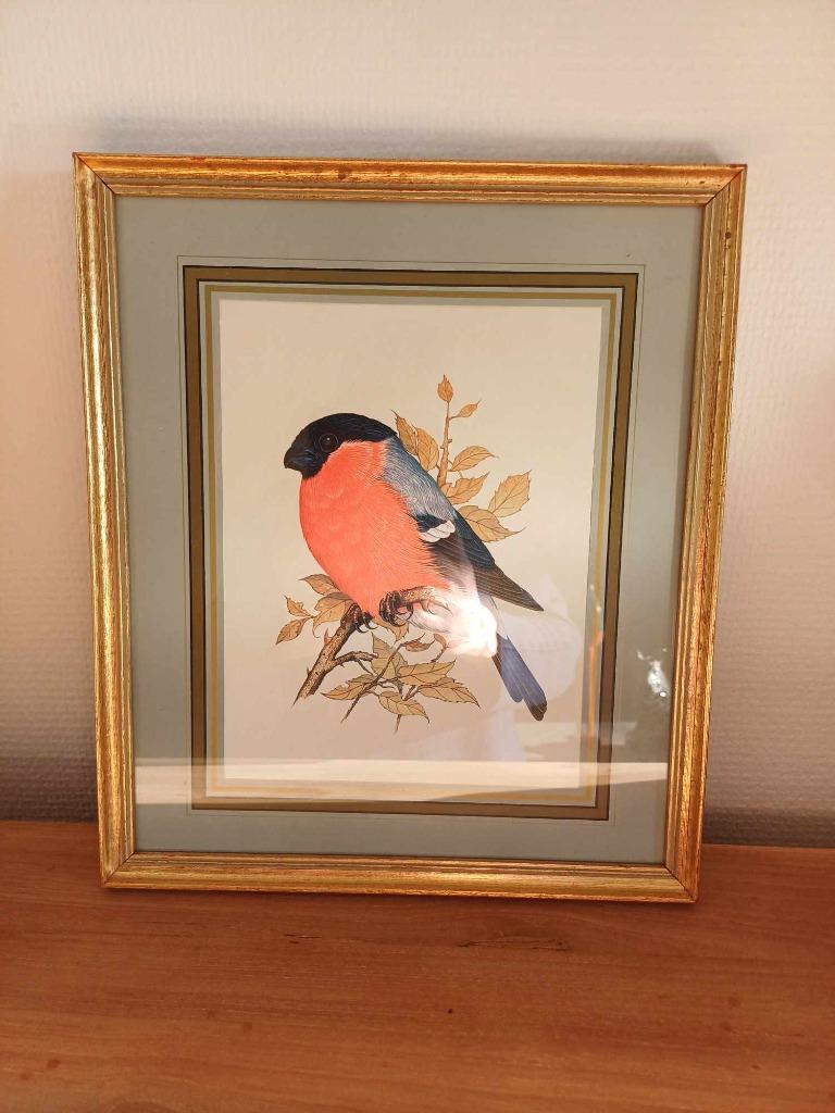 Vintage tekening Goudvink in mooie kader, Ophalen