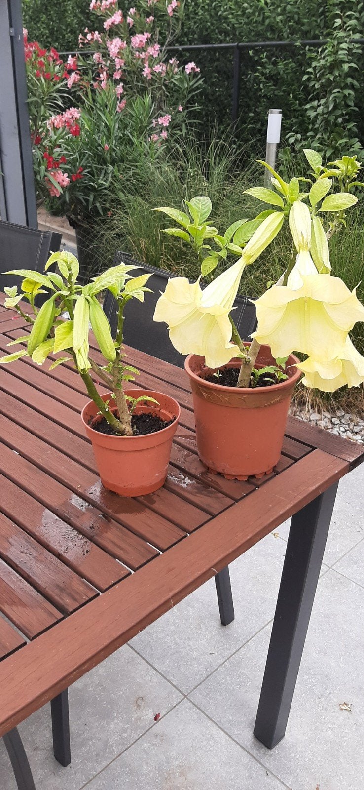 mooie trompetplanten met gele bloemen, Ophalen
