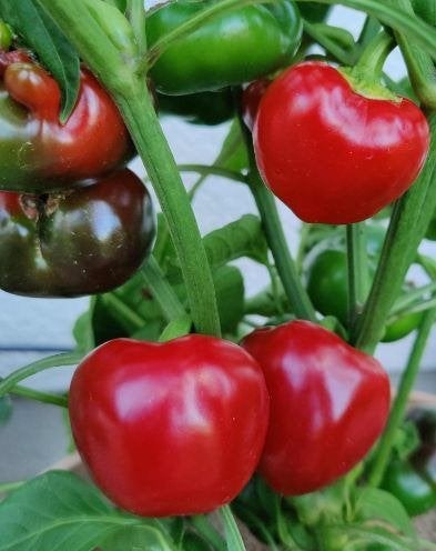 5 zaden kleine dikwandige paprika Dumas, Tuin en Terras, Verzenden, Voorjaar, Volle zon, Zaad