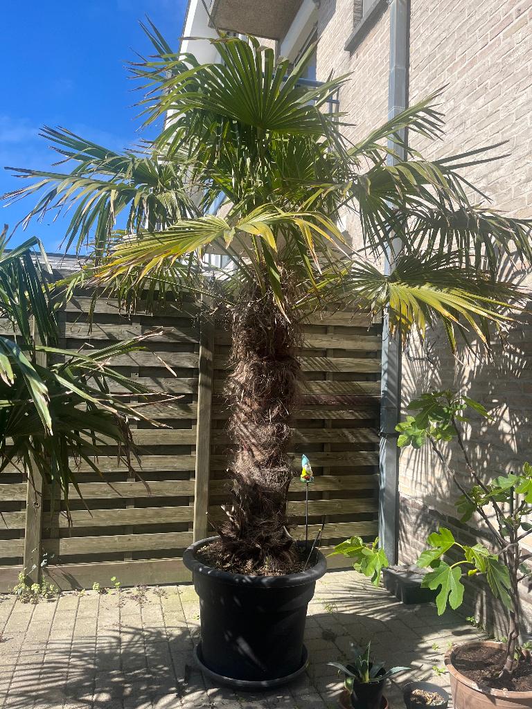 Chinese waaierpalm, Tuin en Terras, Volle zon, Vaste plant, Zomer, Ophalen