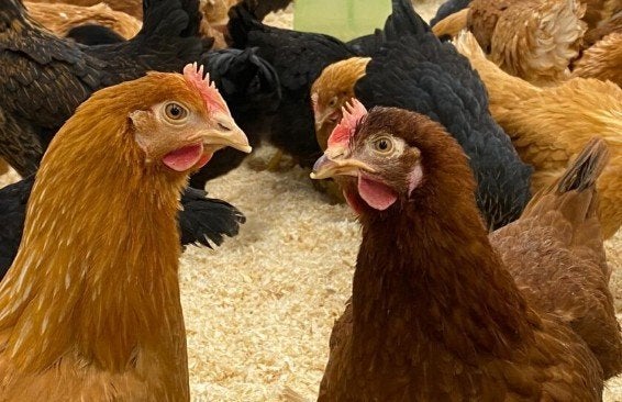 Poules pondeuses et poulets d'ornement - 0472-51.09.71 -A21h, Poule ou poulet