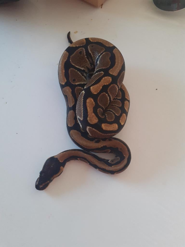 0.1 Python regius, Serpent, 0 à 2 ans
