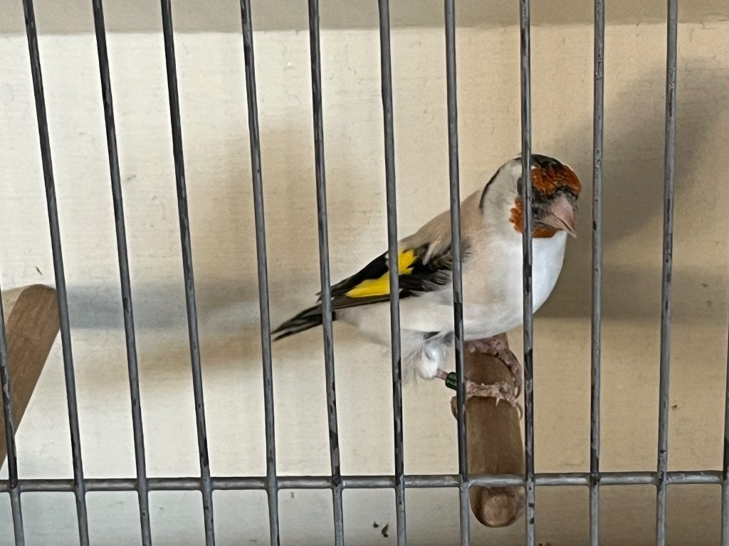 Distelvink, Vrouwelijk, Geringd