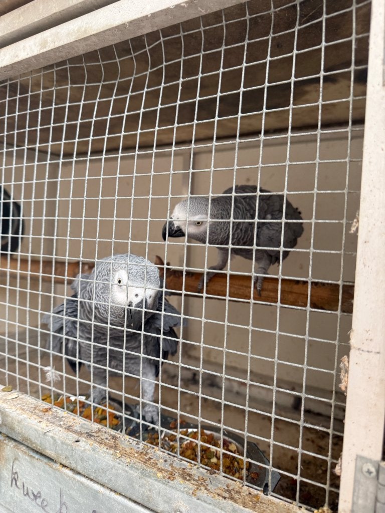 2 broedkoppels grijze roodstaarten!