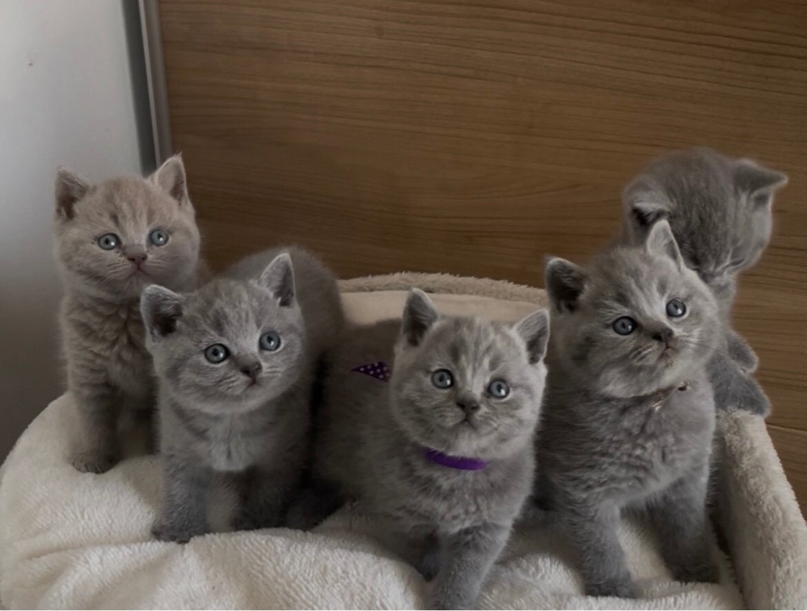 Britse korthaar kittens, Dieren en Toebehoren, Meerdere dieren, Gechipt, 0 tot 2 jaar