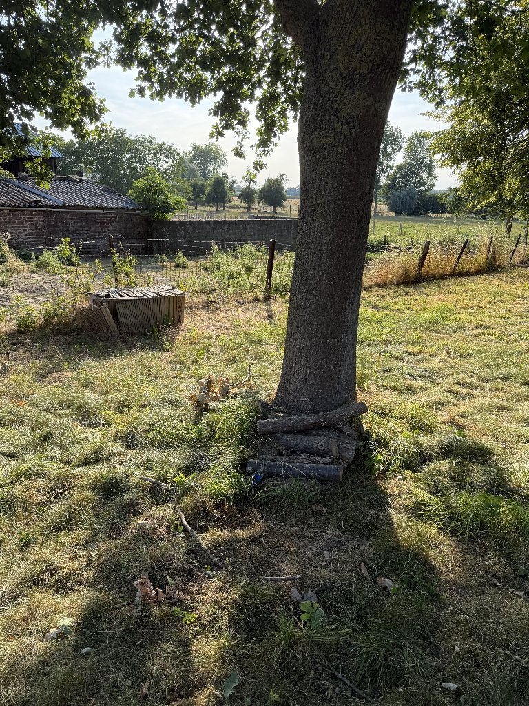Gratis afgezaagde dikke takken (op te halen), Minder dan 3 m³, Ophalen, Overige houtsoorten, Takken