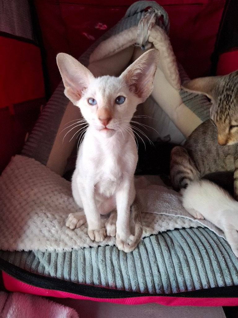 Prachtig Chocolate Point Siamees katertje – stamboom, Chat, Avec pedigree, 0 à 2 ans