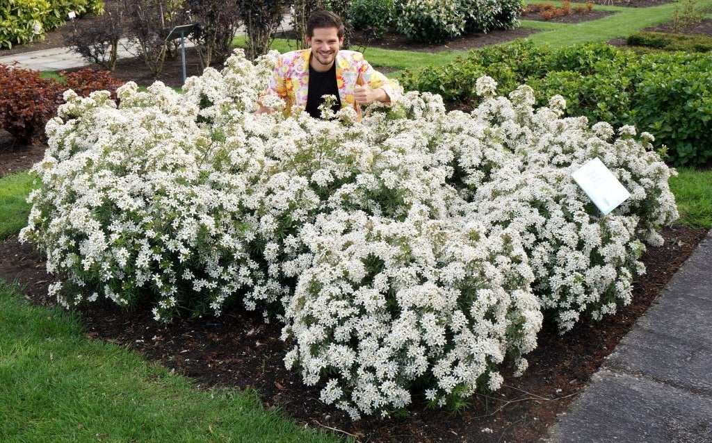 choisya  white dazzler in pot, Tuin en Terras, Ophalen, Struik