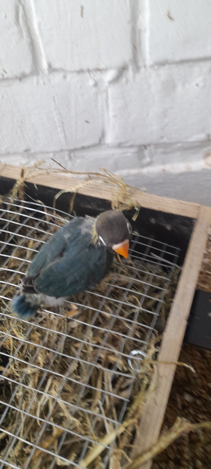 Personatas, Dieren en Toebehoren, Vogels | Parkieten en Papegaaien