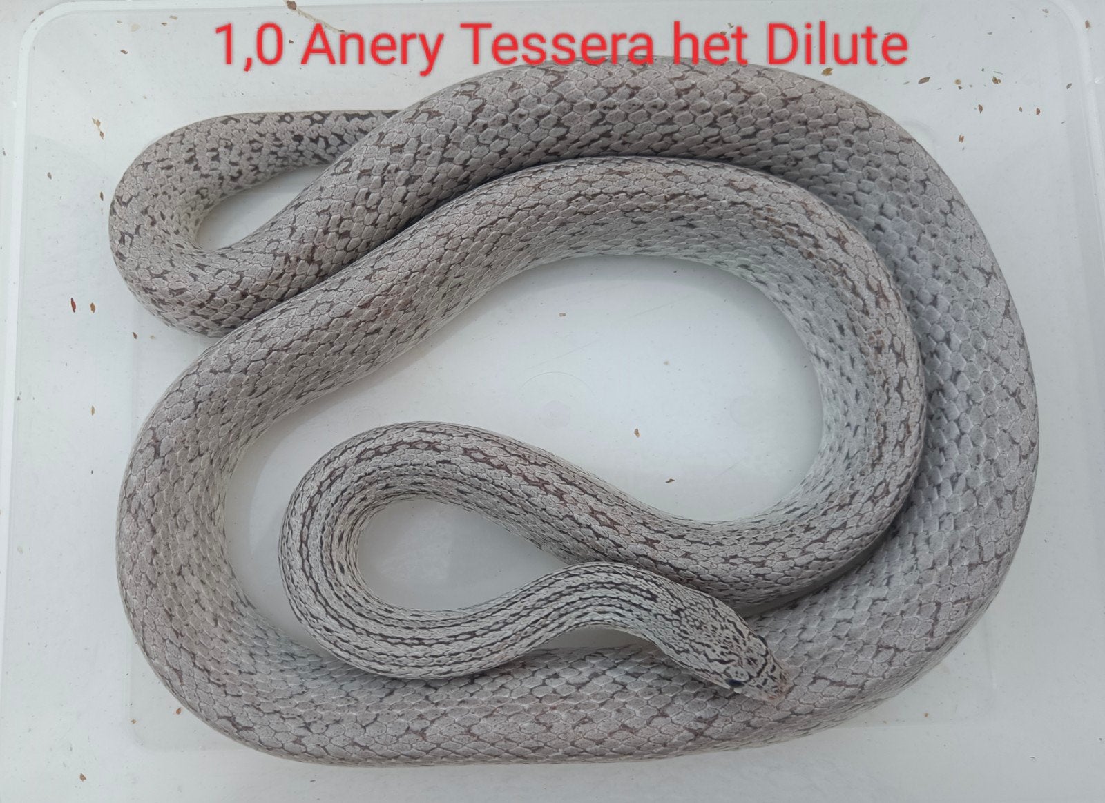 Koppeltje korenslangen - Pantherophis guttatus, Dieren en Toebehoren, Slang, Tam, 3 tot 6 jaar
