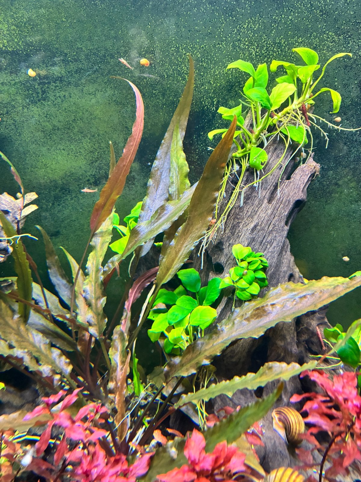 Cryptocoryne donker van kleur, Dieren en Toebehoren, Ophalen