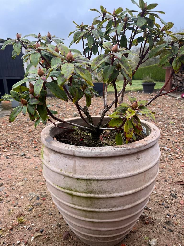 Mooie stenen pot, Ophalen, Zo goed als nieuw