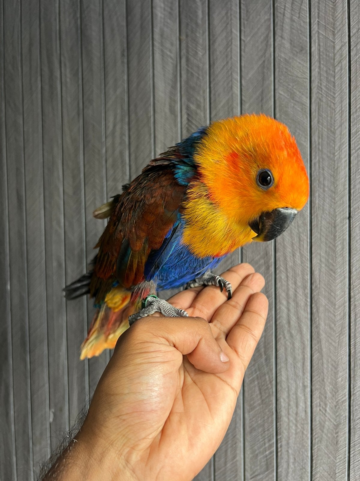 Mutatie oranje edel papegaai, Femelle, Perroquet, Parleur