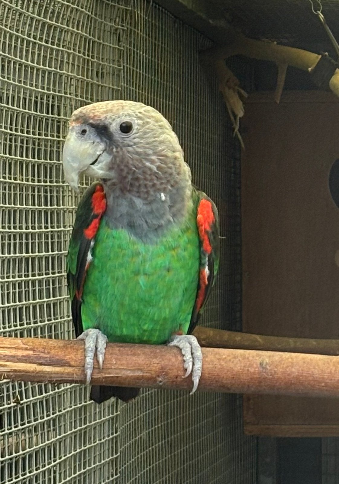 Poicephalus Suahelicus kweekman, Animaux & Accessoires, Mâle, Perroquet, Bagué