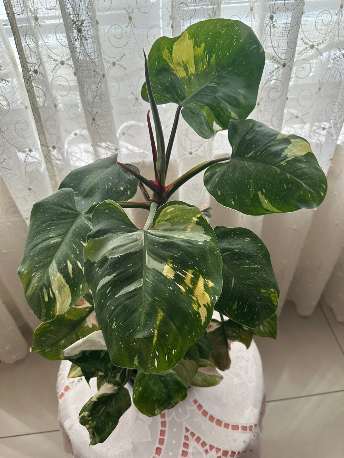 Philodendron white princess, Autres espèces, En pot, Moins de 100 cm, Enlèvement