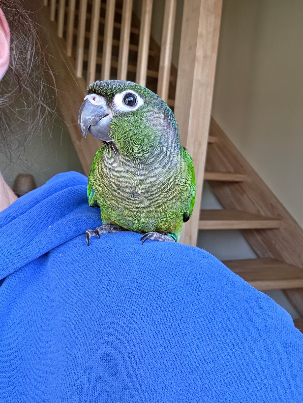 Pyrrhura groene factor, Vrouwelijk, Papegaai, Tam