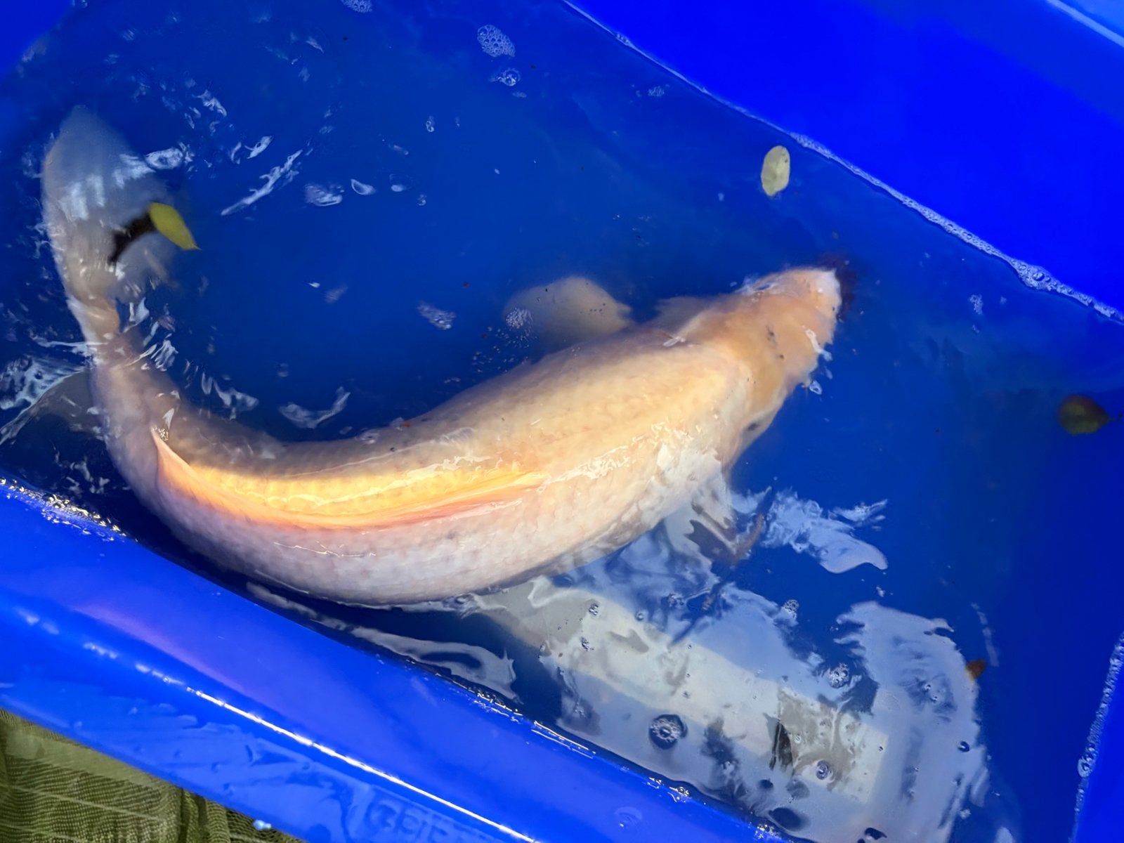 55 cm koi, Dieren en Toebehoren, Karper of Koi