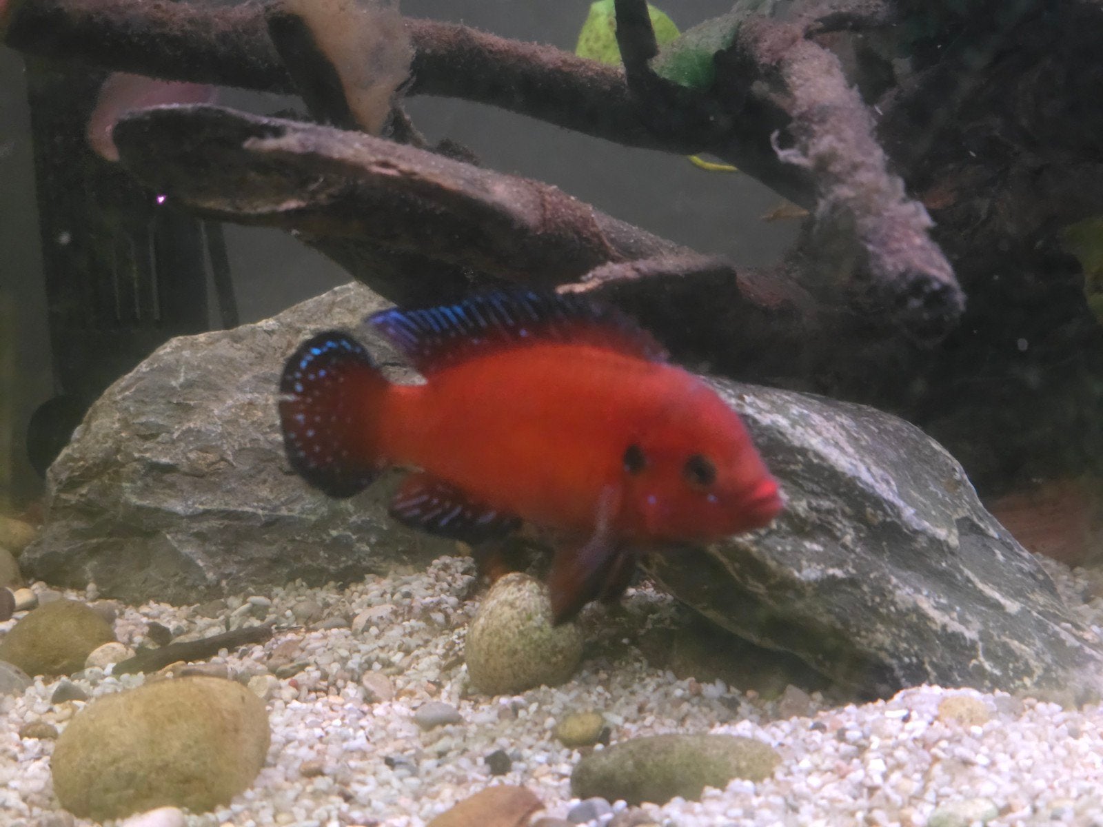 Turkana Jewel Cichlide (M), Dieren en Toebehoren, Vissen | Aquariumvissen