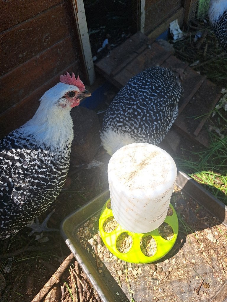 Zilverbrakel, Mâle, Poule ou poulet