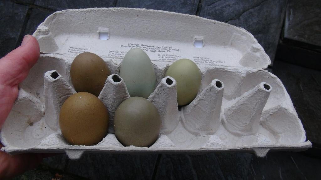 broedeieren van groen  / olijfleggers, Dieren en Toebehoren, Pluimvee