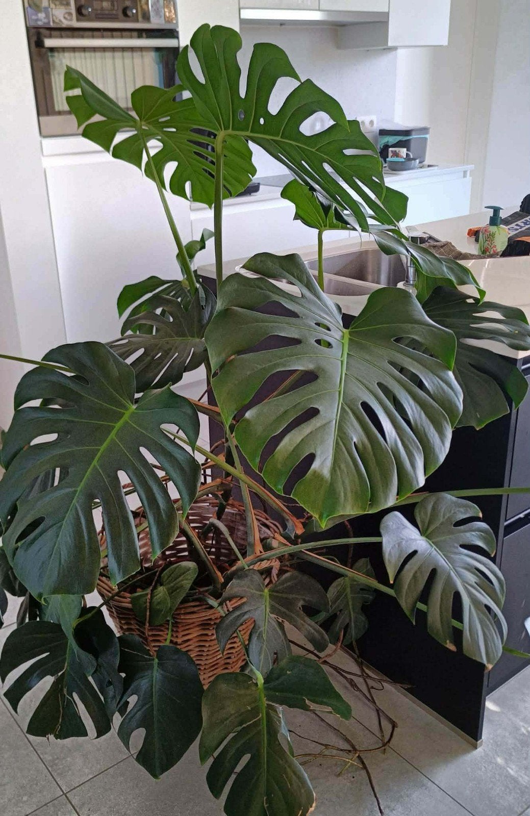 Monstera - grande belle plante verte d'intérieur, Plante verte, Enlèvement