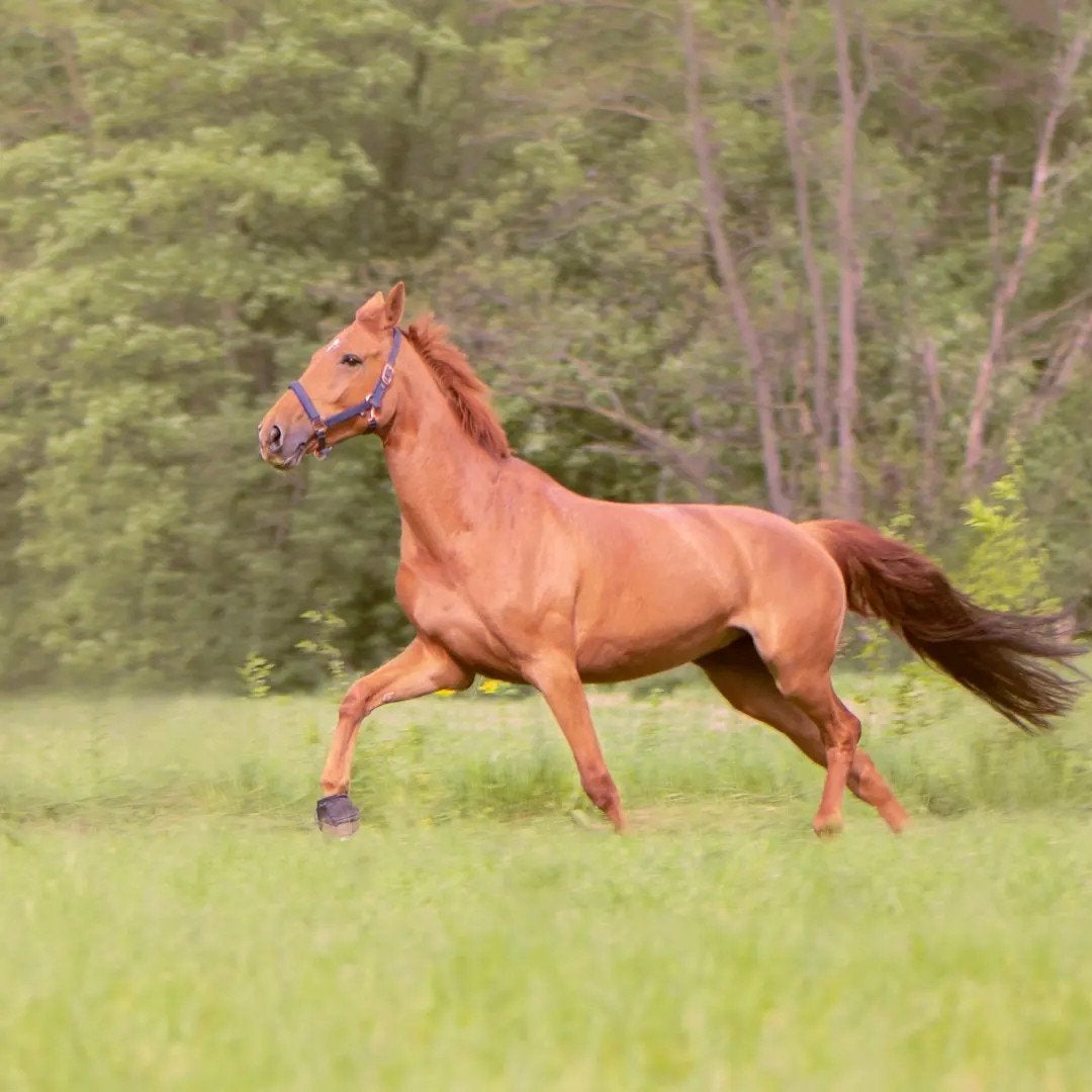 Bijrijder gezocht, Dieren en Toebehoren, Paarden, Merrie