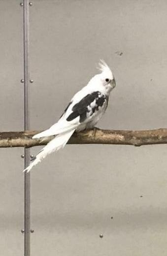 valkparkiet pop gezocht, Dieren en Toebehoren, Vrouwelijk, Parkiet