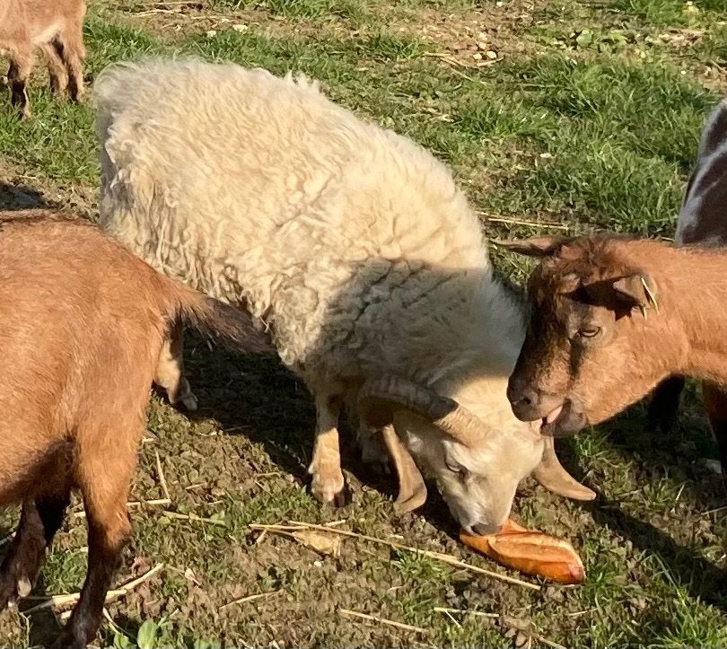 Cède bélier d’Ouessant, Animaux & Accessoires, Moutons, Chèvres & Cochons, Mâle, Mouton, 0 à 2 ans