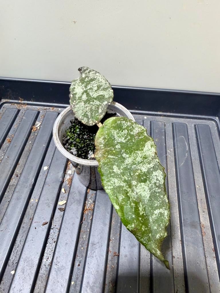 Hoya caudata (big type), Ophalen of Verzenden