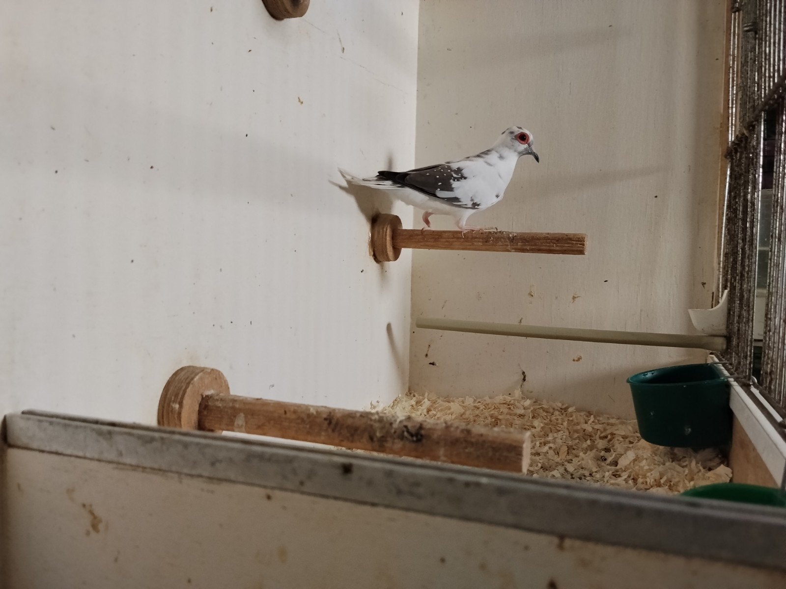 bonte diamantduif, Dieren en Toebehoren, Mannelijk, Tropenvogel