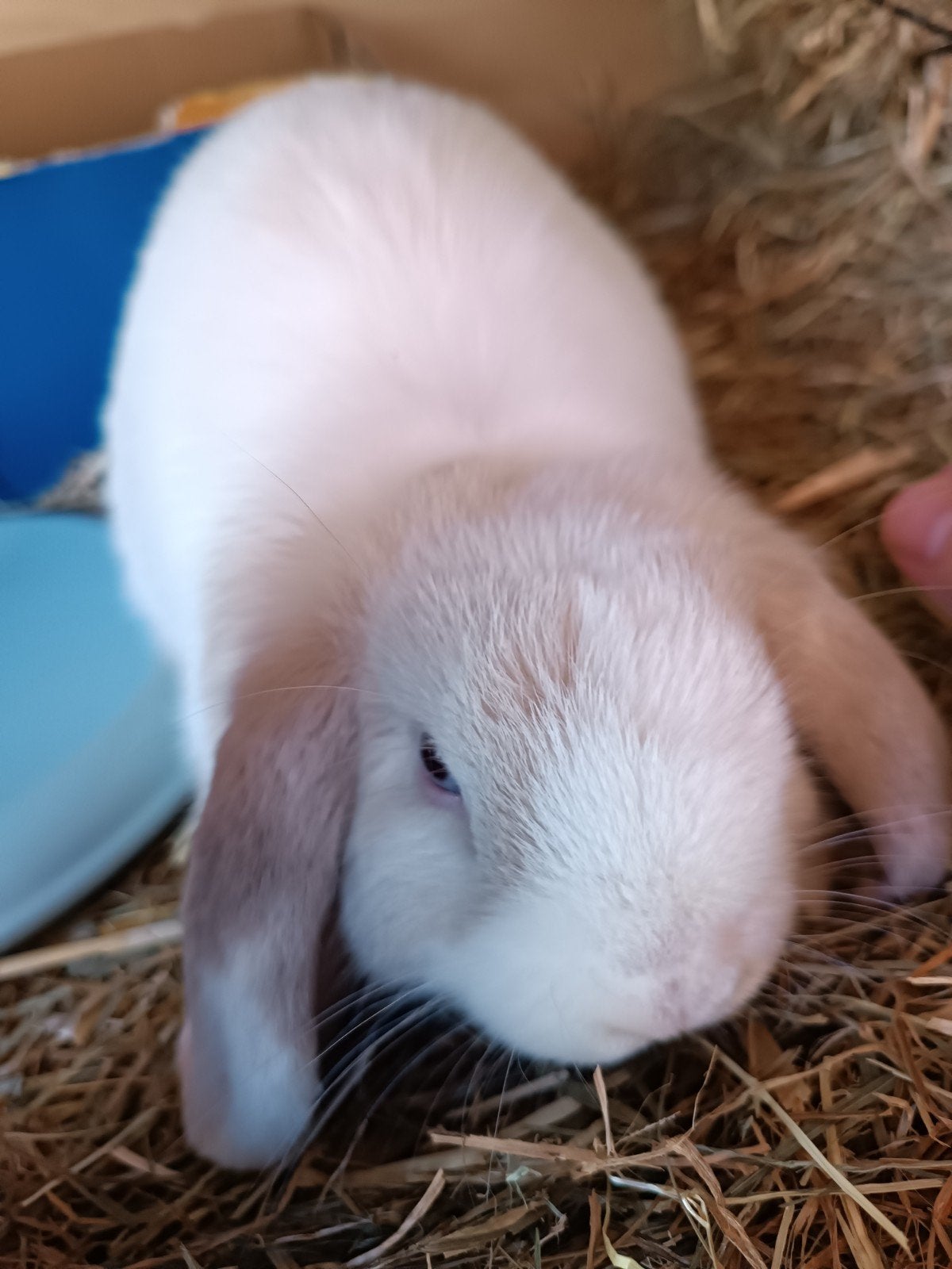 minilop voedster, Vrouwelijk, Dwerg, Hangoor, 0 tot 2 jaar
