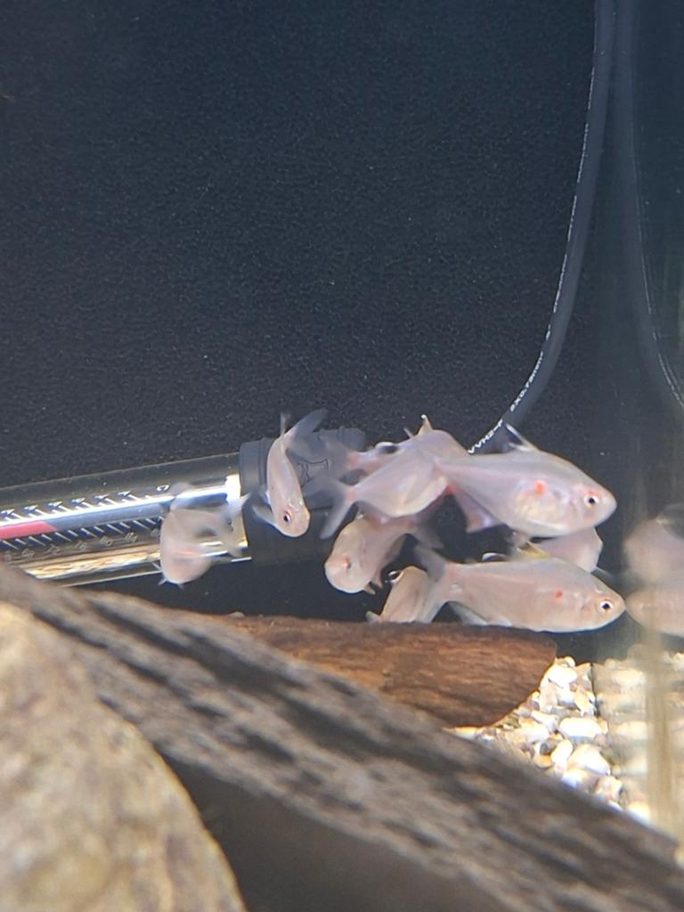 Bloedvlek tetra, Dieren en Toebehoren
