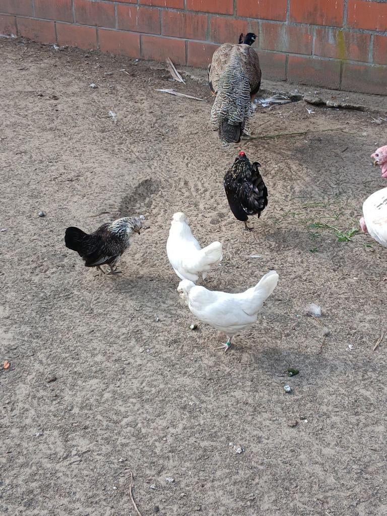 broedeieren van watermaalse baardkrielen, Plusieurs animaux, Poule ou poulet