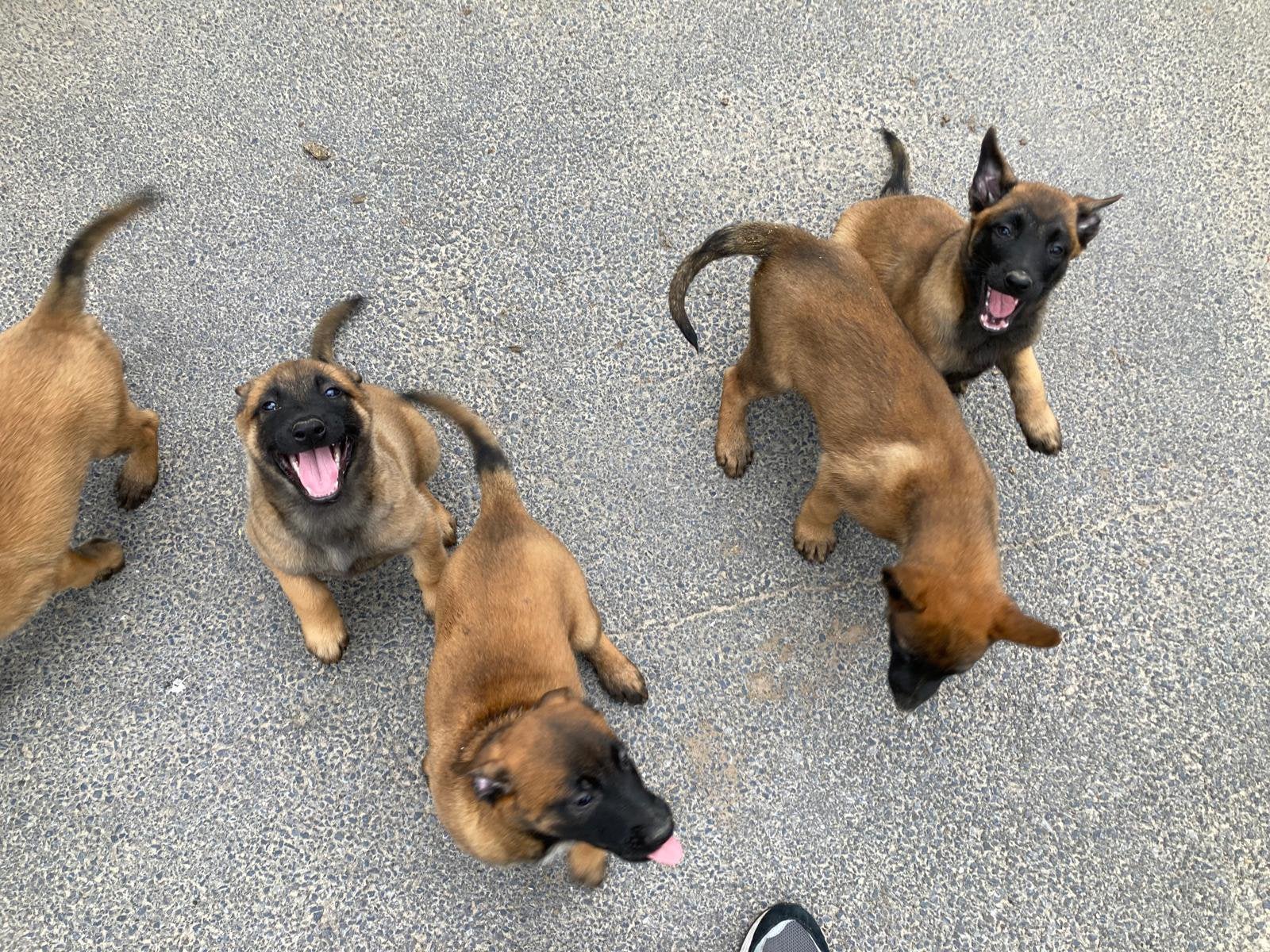 Mechelse - herder puppy’s, Dieren en Toebehoren, België, Fokker | Hobbymatig, 8 tot 15 weken, Parvo
