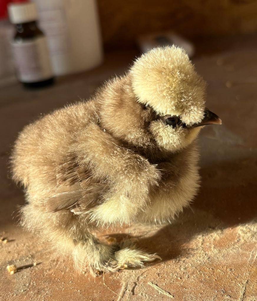 Broedeieren USA zijdehoen, Dieren en Toebehoren, Pluimvee, Geslacht onbekend, Kip