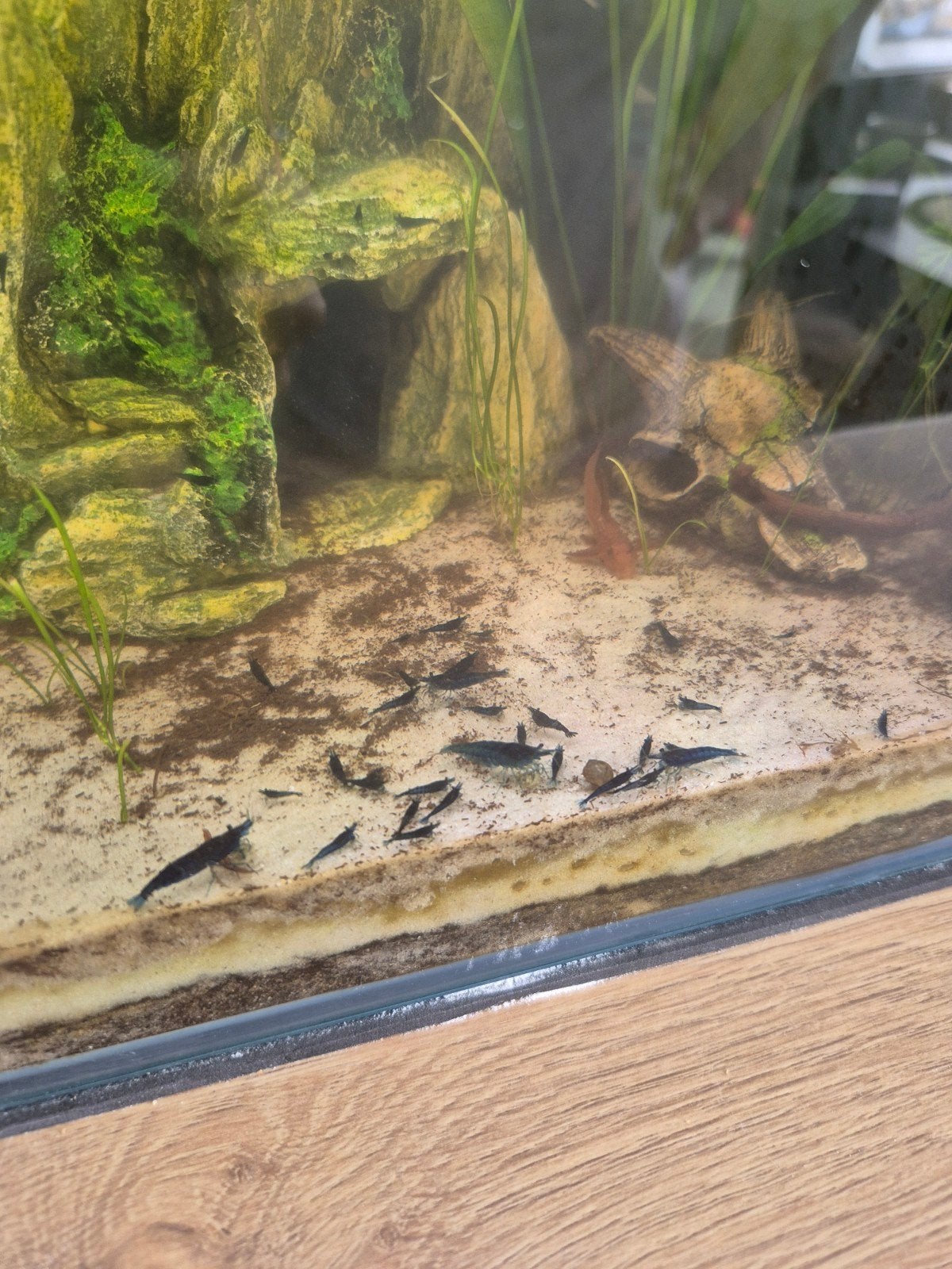 Neocaridina Shrimp Blue, Dieren en Toebehoren