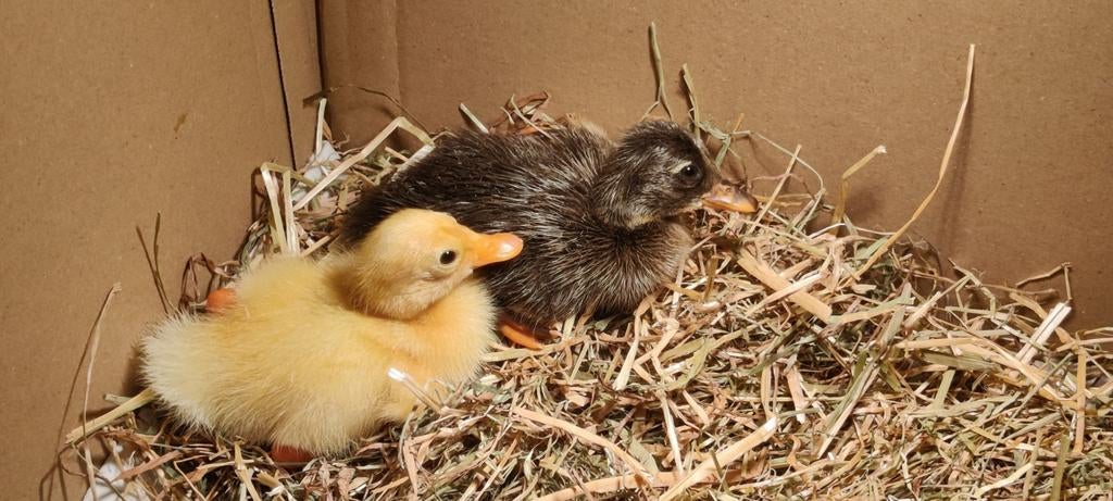 Kuikens indische loopeenden, Dieren en Toebehoren, Meerdere dieren, Eend
