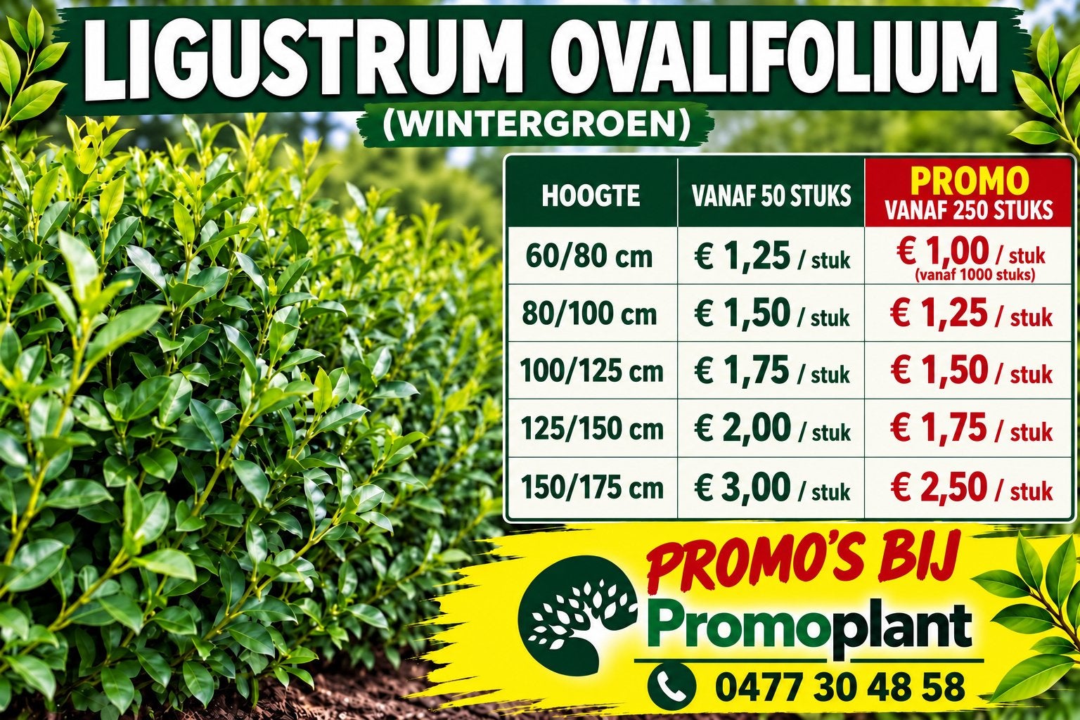 ‼️HAAGPLANTEN nodig aan PROMOprijzen⁉️, Enlèvement, Haie de hêtre, Haie