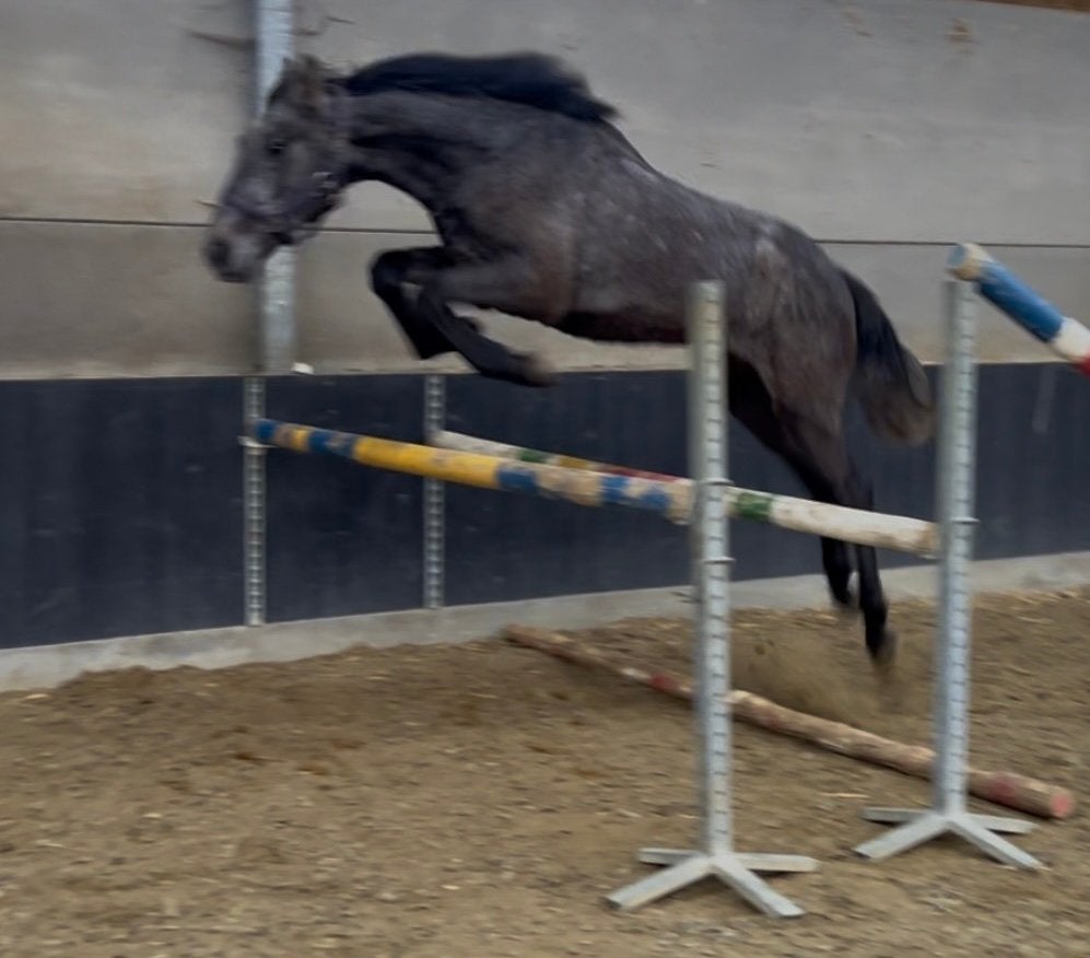 2 jarige bwp hengst, Étalon, Avec pedigree