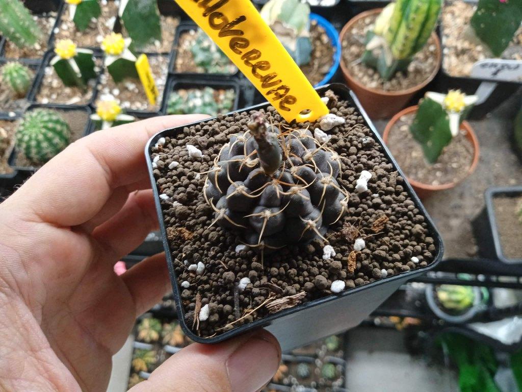 Gymnocalycium ochoterenae, Huis en Inrichting, Kamerplanten, Cactus, Minder dan 100 cm, Groene kamerplant, Volle zon, In pot, Ophalen