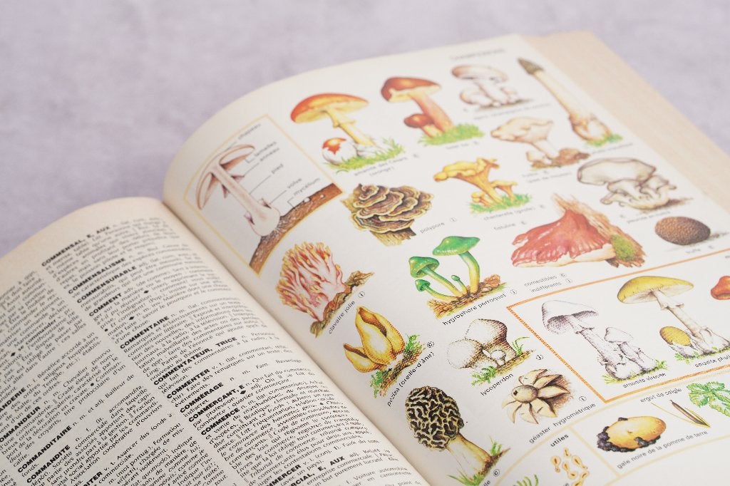 Petit Larousse Illustré de 1981, Librairie Larousse, Enlèvement ou Envoi, Utilisé, Français