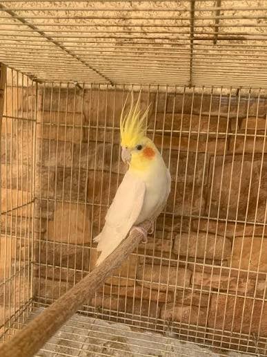 J’adopte tous types d’oiseaux gratuitement, foyer assuré., Animaux & Accessoires, Oiseaux | Perruches & Perroquets