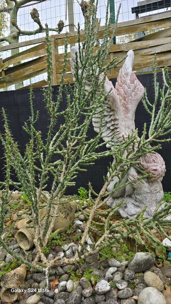 Cylinder Opuntia Spinosior winterhard, Jardin & Terrasse, Enlèvement