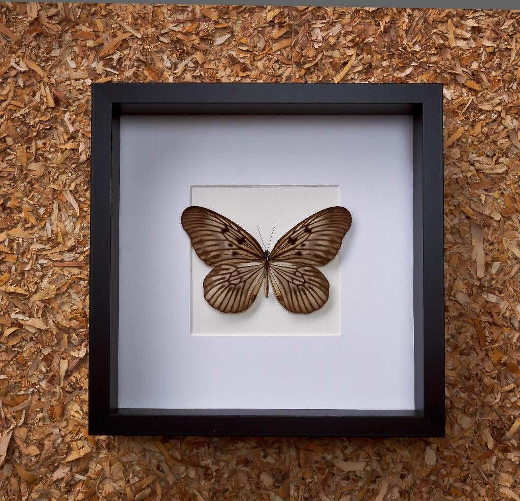 idea blanchardi, Ophalen of Verzenden, Nieuw, Insect, Opgezet dier